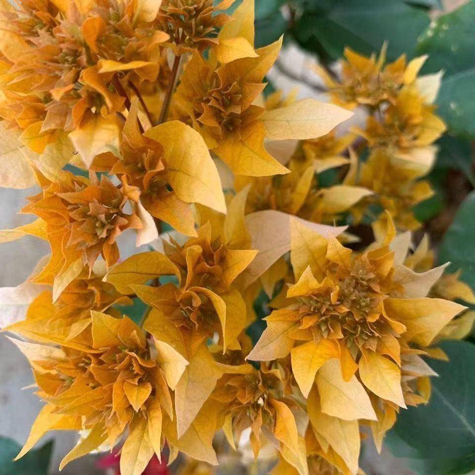 三角梅品种重瓣橙和重瓣黄_cm_花序_枝条