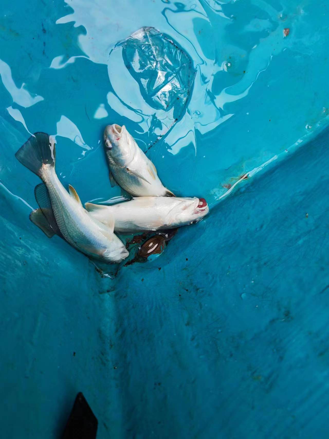 2023首钓,大亚湾难觅花滑_船家_目标_杨梅坑