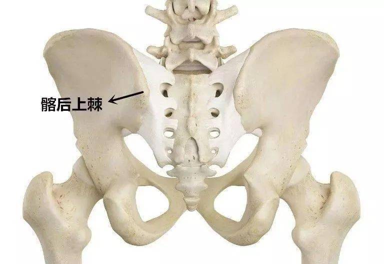 图示 髂后上棘图示 定位髂后上棘图示 定位压痛点图示 压痛点的放射痛