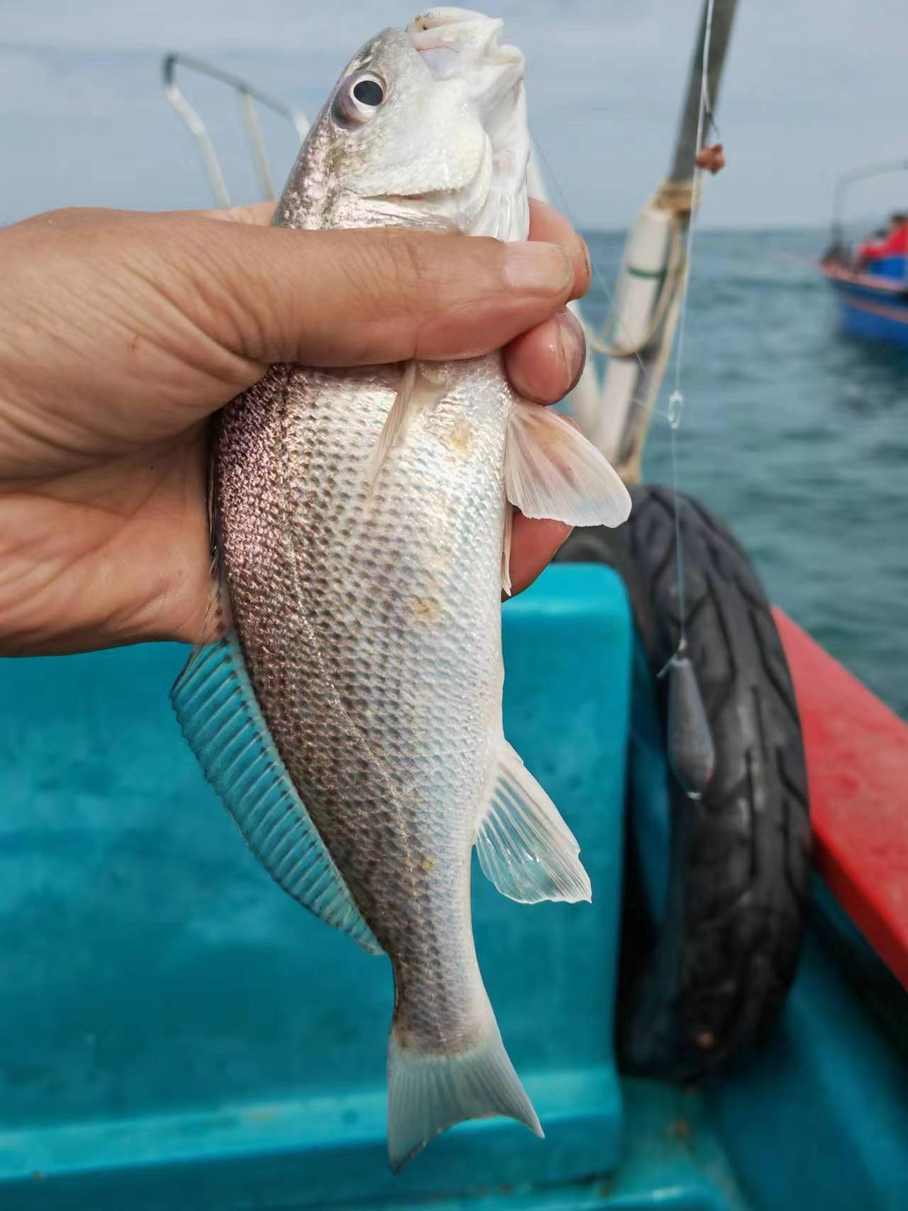 终于打中花滑一条,三四两大小,赶紧把这鱼收进冰箱里压箱底,希望这是