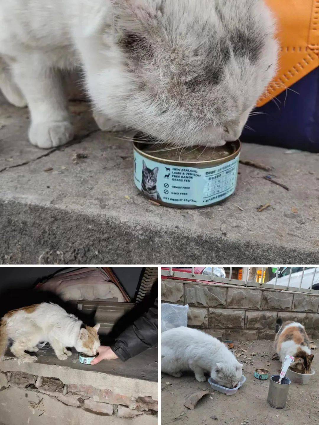 流浪猫如何度过寒冬?你关注的公益后续来了