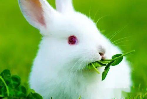 写兔诗词经典十二首_白兔_欧阳修_玉兔