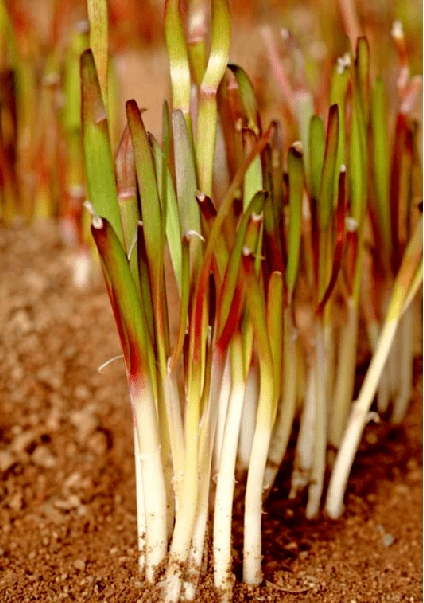 韭菜_五色_防控