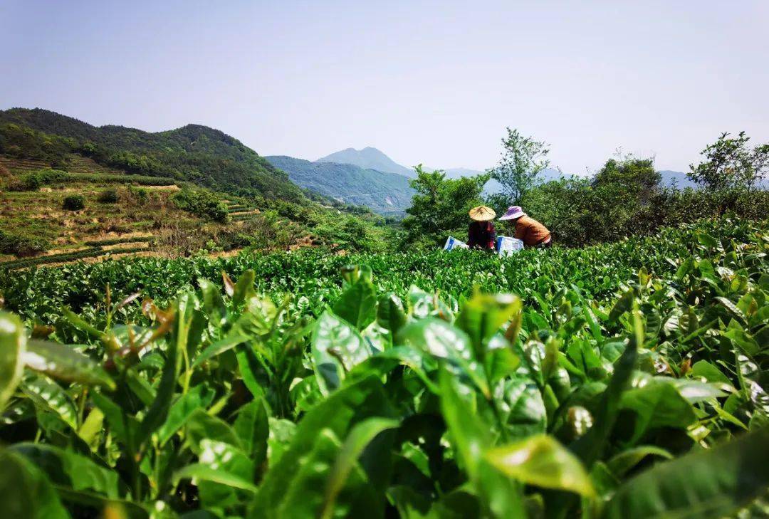 茶香中国 | 福建山水秀天下,永春佛手香万里_永春县_茶叶_茶树