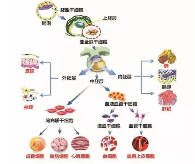 如神经干细胞,造血干细胞
