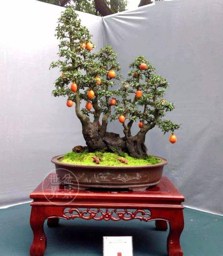 《凛然正气》荣获第十届中国盆景展览金奖摄影丨李飙刘少红返回搜狐