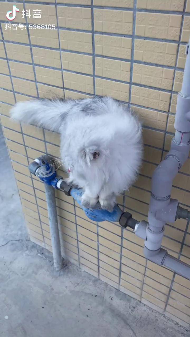 网红猫小白 马骝仔