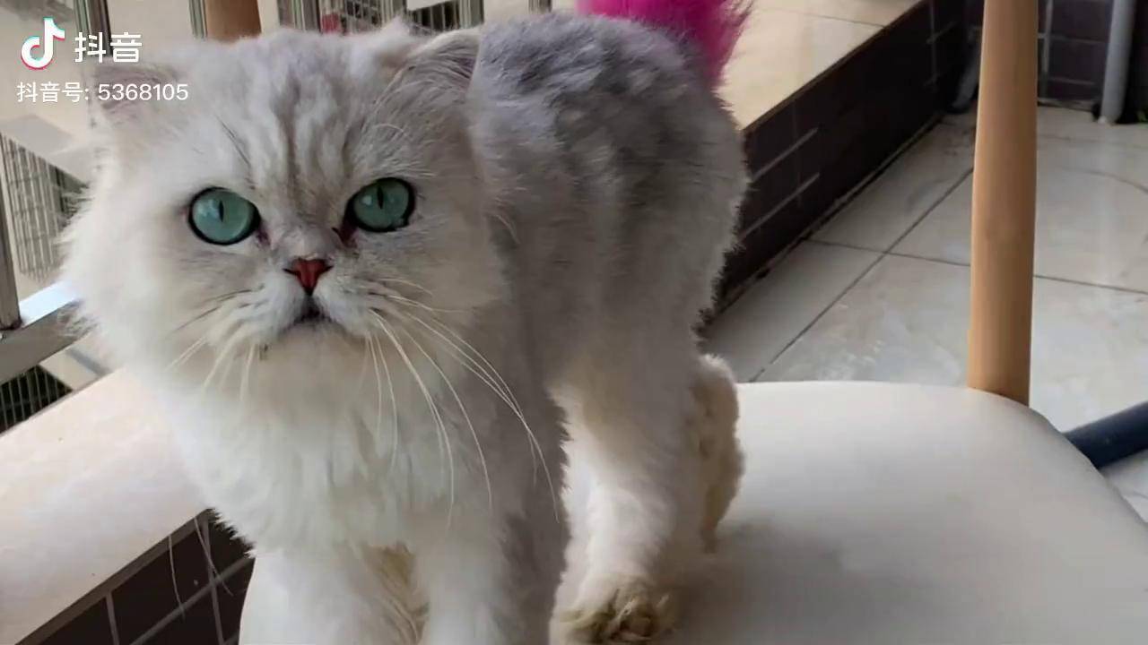 猫咪说话真搞笑跟老婆商量一下网红猫小白 马骝仔 外公与小白