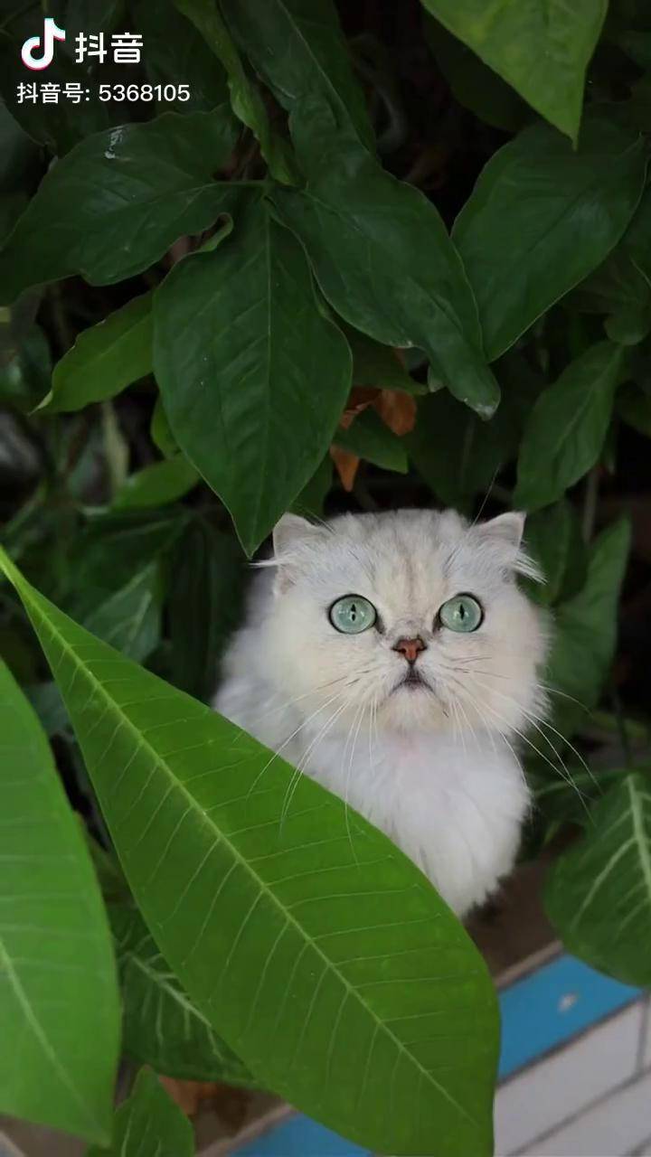 猫咪可真搞笑.网红猫小白 马骝仔摄影 外公与小白