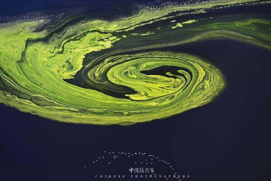 摄影是我一生的梦想——访摄影家罗红_天鹅_作品_美的