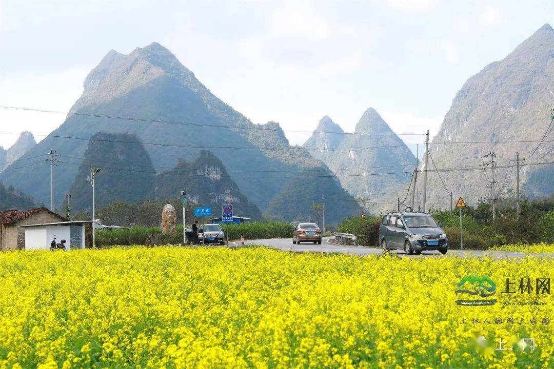 "上林最美公路"油菜花开了,一片油菜花花海怒放定龙!
