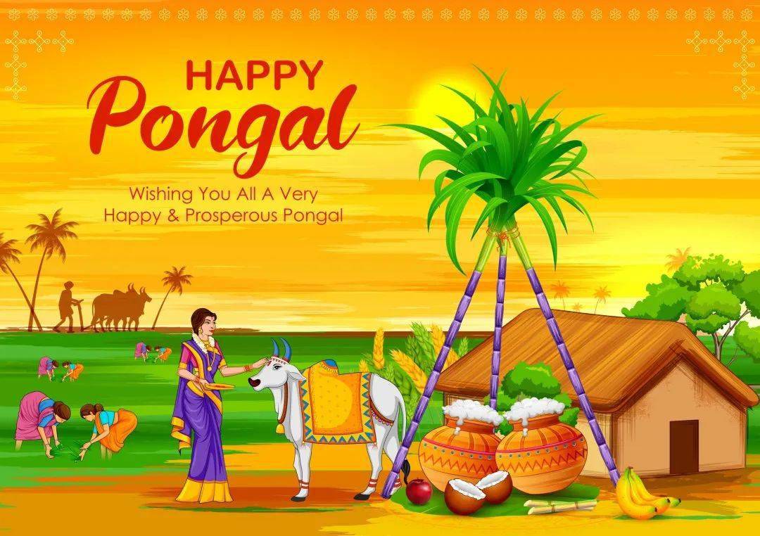 凝心聚力,绘美舜宇丨印度工厂举行丰收节活动_pongal_比赛_alt