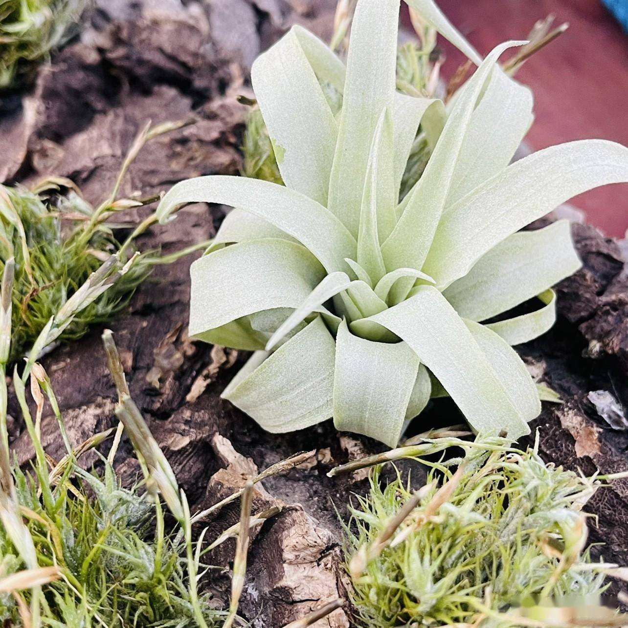 阳台难养花卉果子蔓凤梨栽培经验_植株_叶片_种植
