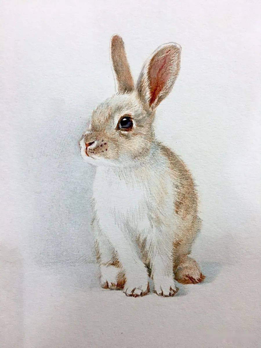 一组彩铅画的小兔子,萌化了!