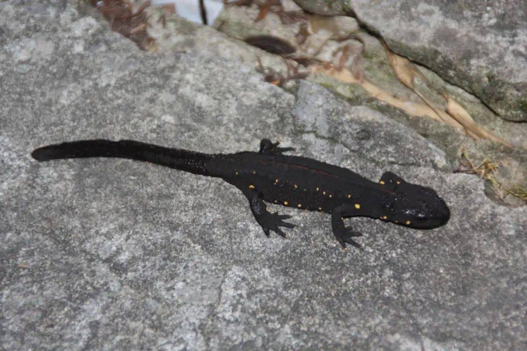 温州内陆水域水生野生脊椎动物科普②丨国家重点保护水生野生动物