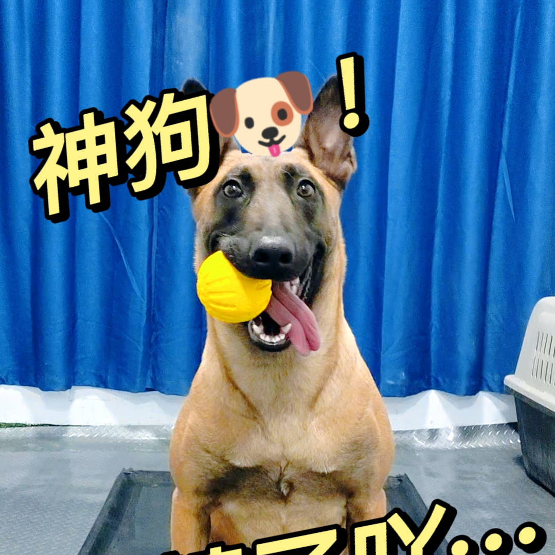 这狗太神了,8岁小孩智商!