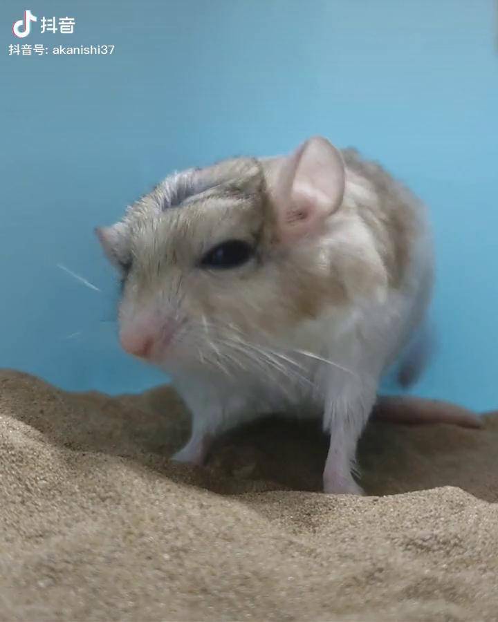 突然改变了形状 肥尾沙鼠 通心粉北非肥尾沙鼠 沙鼠 宠物 萌宠 宠物鼠