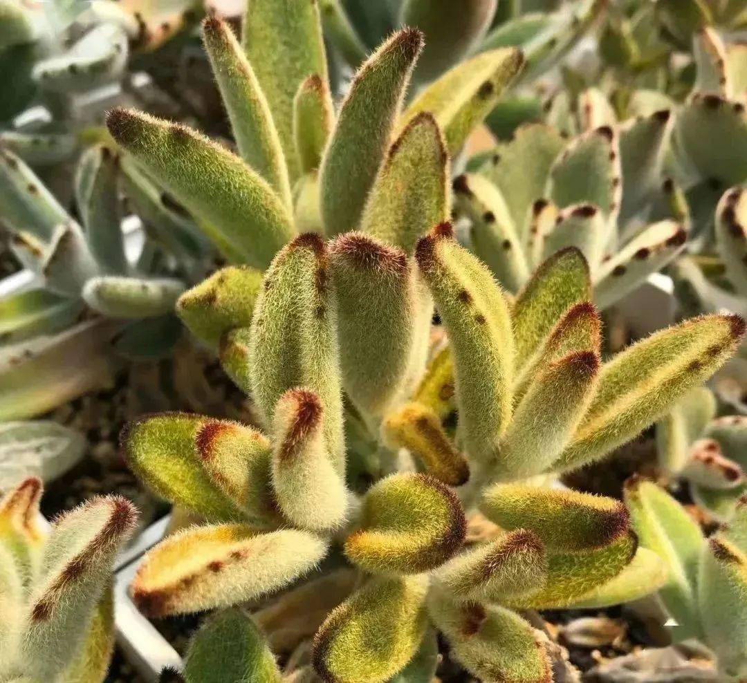 兔年将至,可爱的兔系植物了解一下_叶片_兔子_花朵