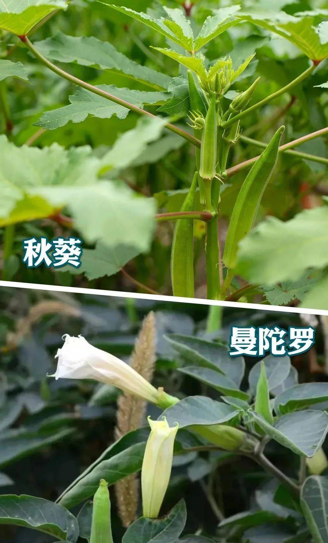 尖刺秋葵vs龙舌兰图片