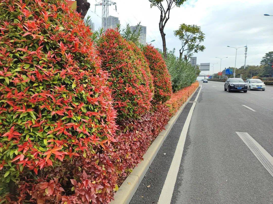 兴港路,建港路,翁角路,就可以看到在中分带,侧分带上,或有绿篱红车,或