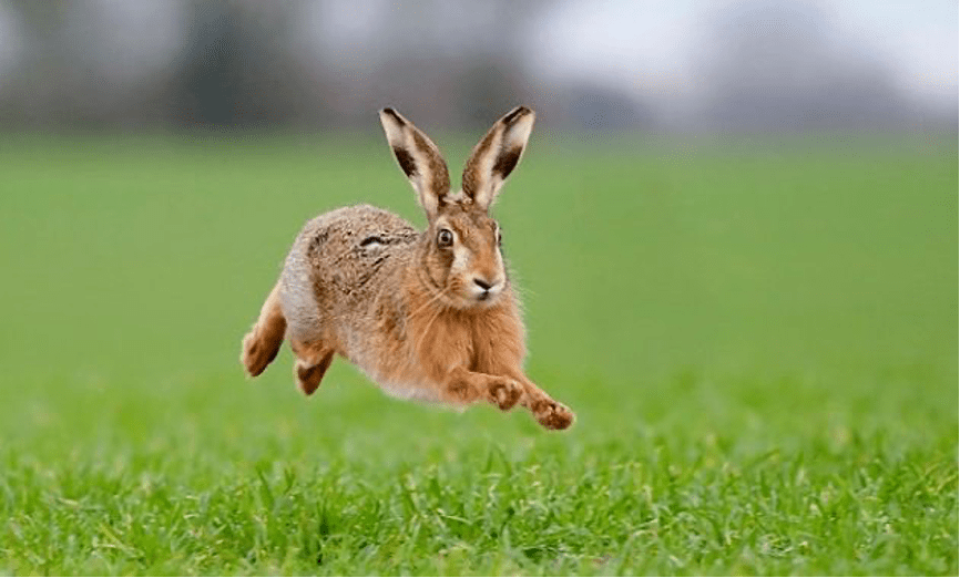 在校园飞奔的短耳兔是什么兔?华东师大新春科普来了_https_图片_兔子