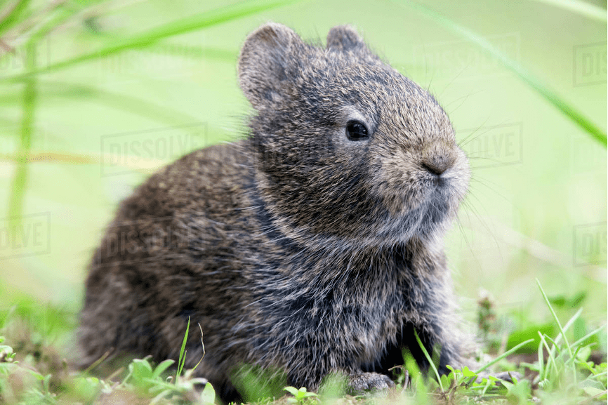 在校园飞奔的短耳兔是什么兔?华东师大新春科普来了_https_图片_兔子