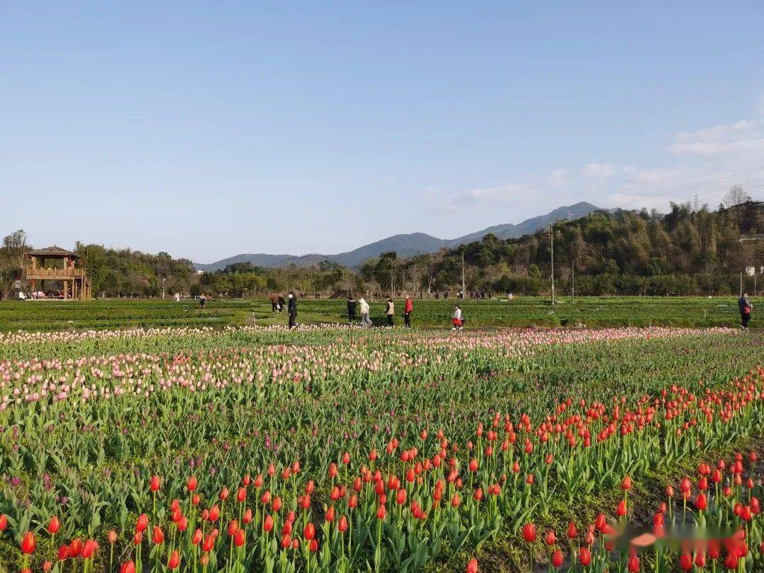 美爆了,春節三明這片花海!快來打卡!_公園_售價_溼地