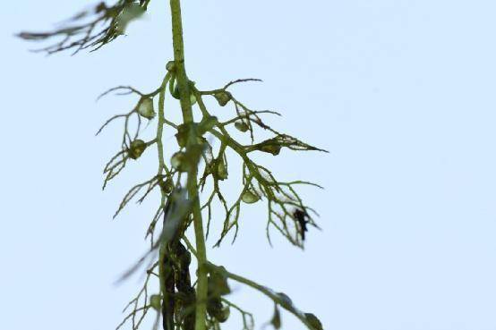 刺旋花（刺旋花下山桩怎么种植视频） 第6张