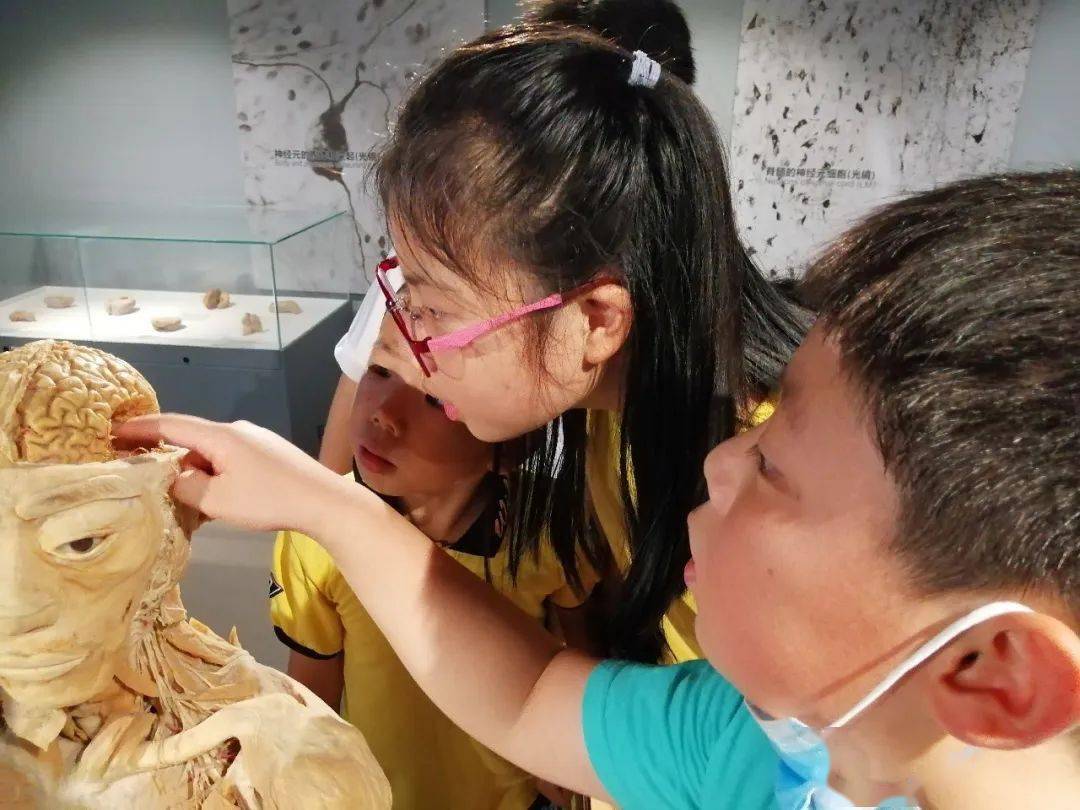 【1日职业独立营】属于孩子的"医学院",生物解剖 标本护理,标本护理师