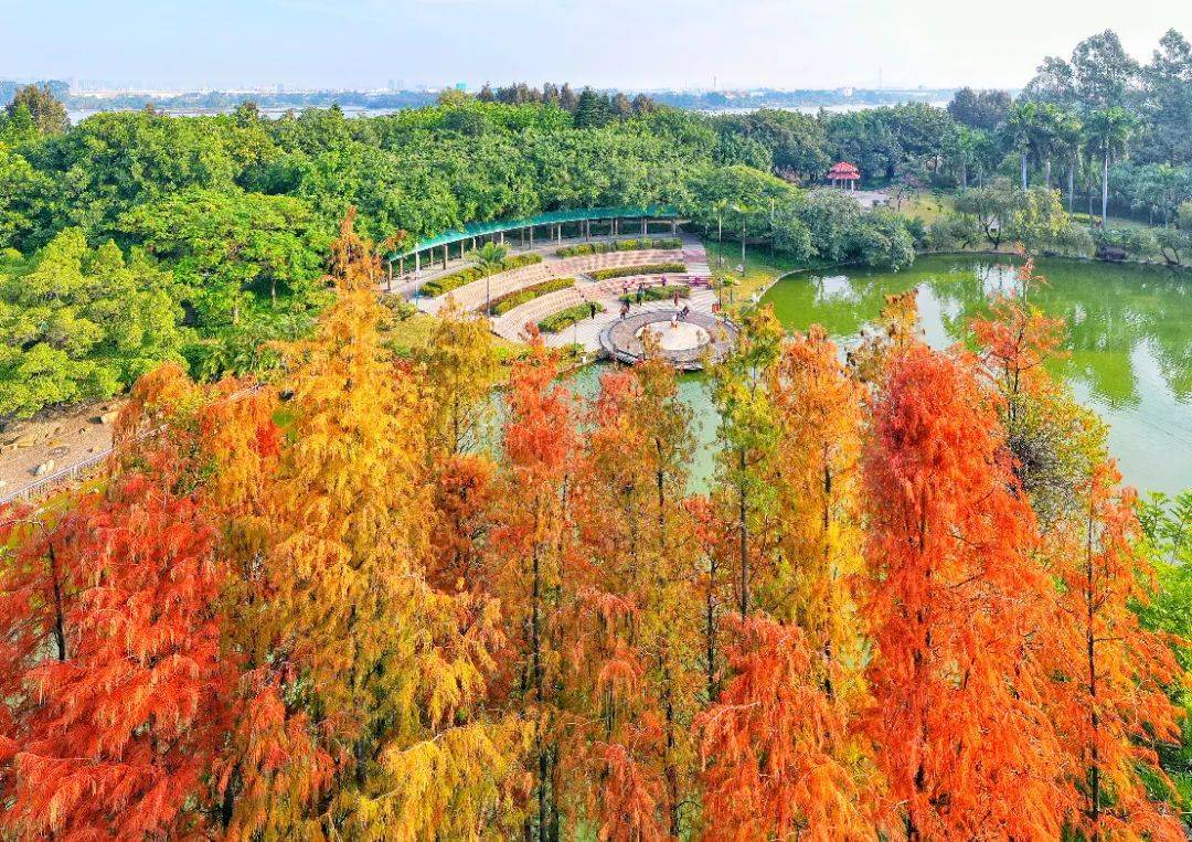 南海芳菲，已入佳期！各色花海打卡指南→