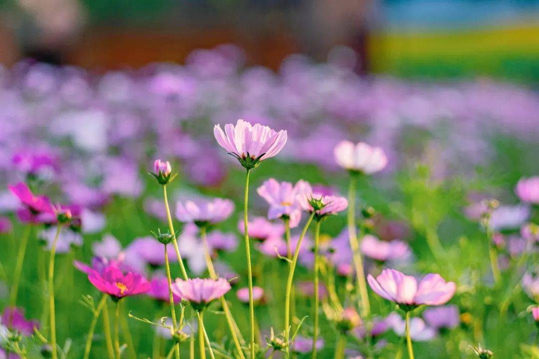 南海芳菲，已入佳期！各色花海打卡指南→