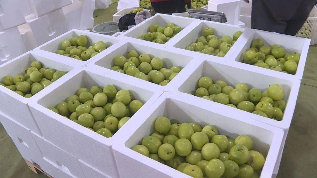 67青枣上市 走俏春节市场_果品_贸易_平和县