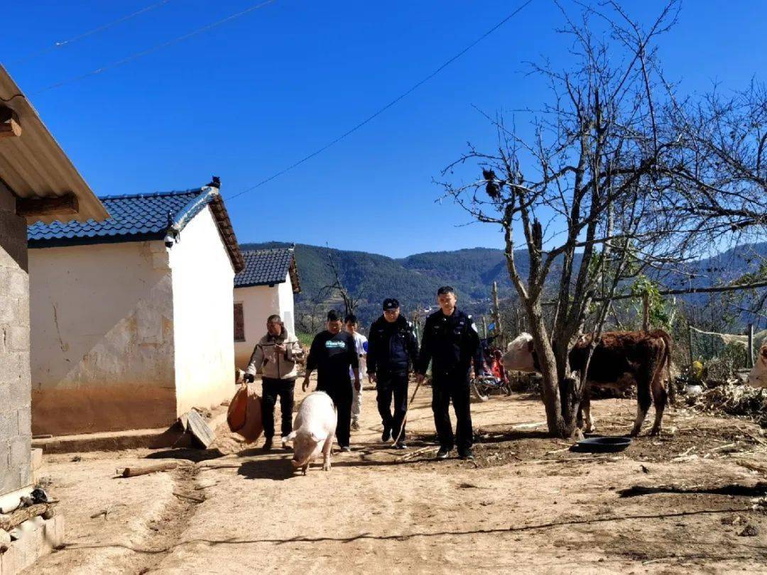 苴力一母猪外出"闲逛",结果……_工作_男子_弥渡县