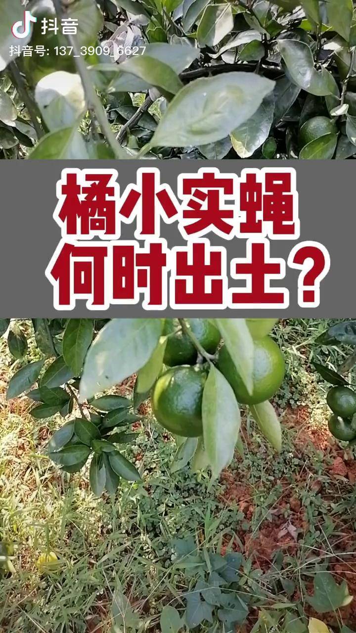 柑橘果实蝇防治方法图片