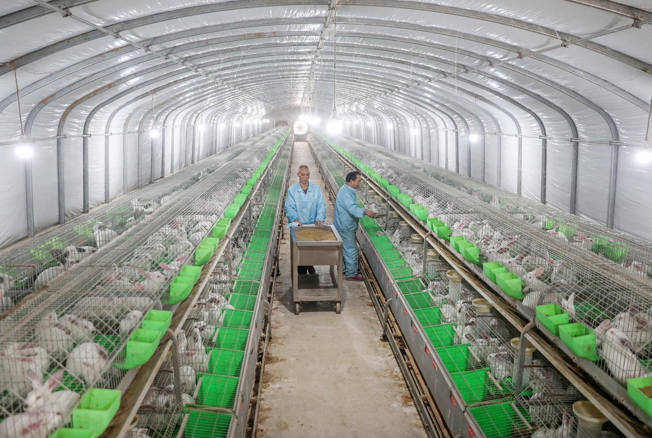 (经济)四川华蓥:发展肉兔养殖产业助农增收_永兴镇_坪村_新华社