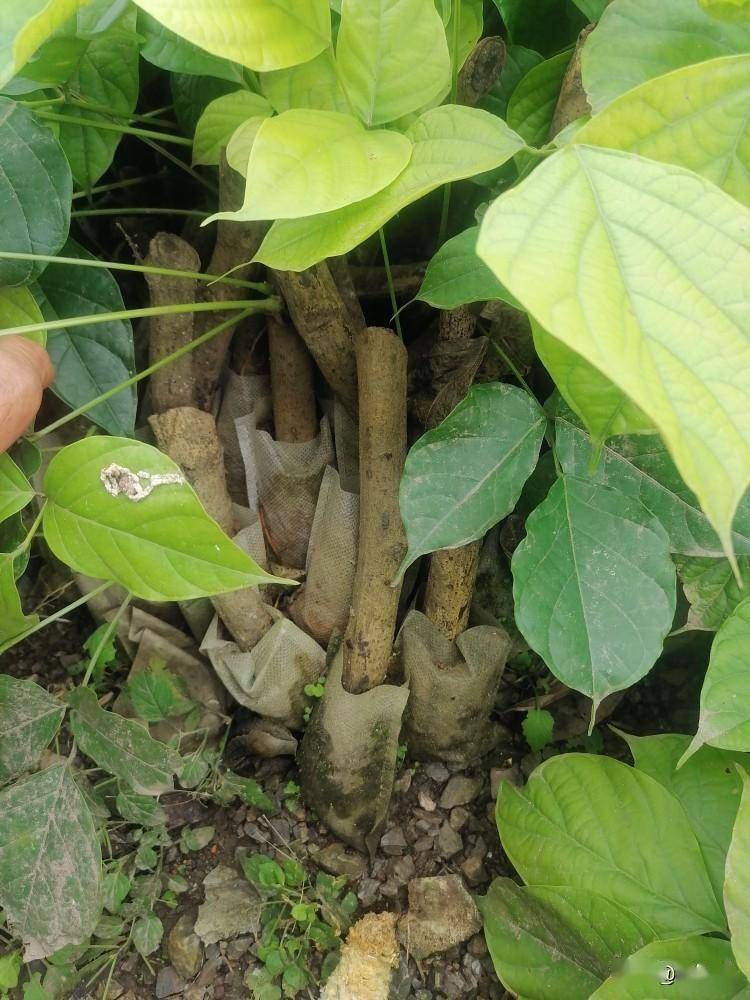 柳州市林下套种鸡血藤栽培技术_cm_进行了_营养