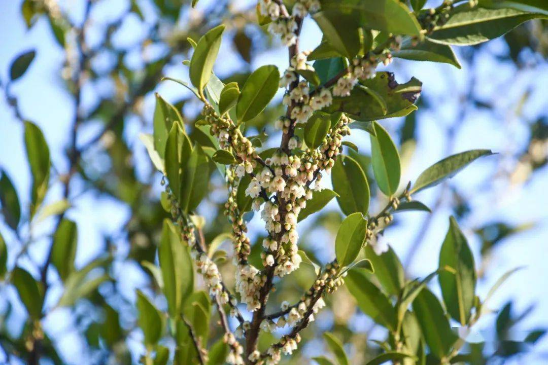 柃木,又称山桂花,野桂花,品种多达80余种,秋冬季开花的柃木称为冬桂花