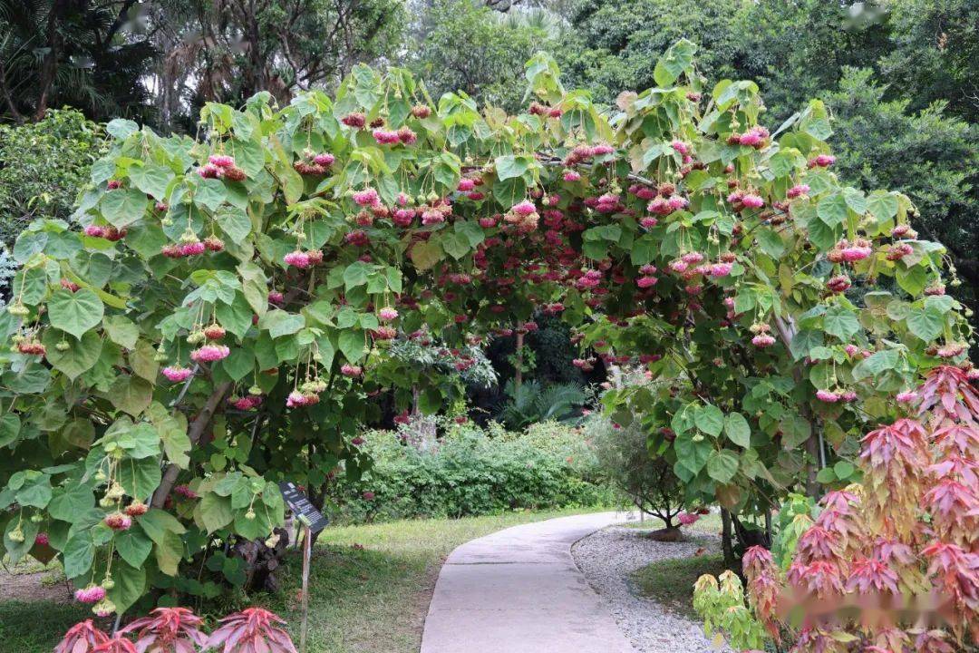 二月花訊丨櫻花風鈴探春來_蘭園_溫室群_熱帶雨林