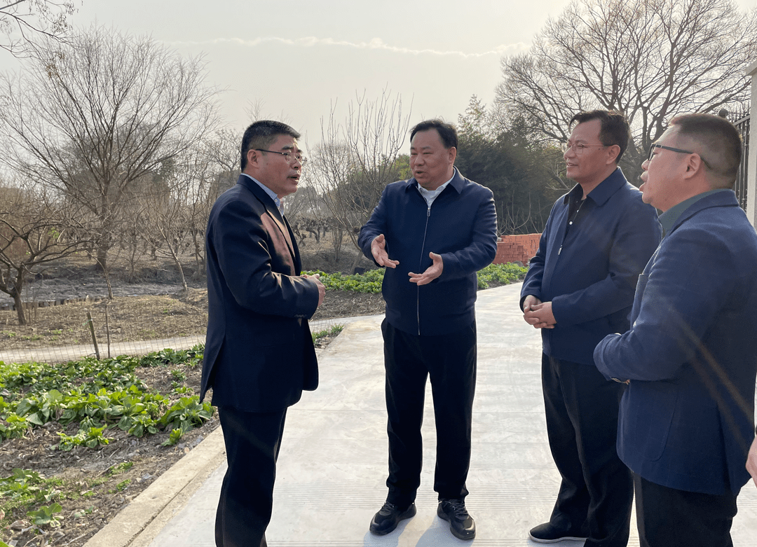 区领导调研七都村级集体经济发展情况_孙俊良_工作_青菜