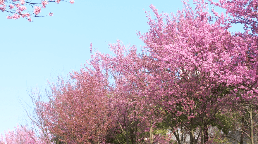 相比之下玉山城的冬樱花小路则更适合拍美照斜斜洒下的阳光绿油油的