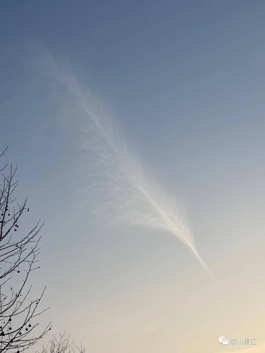 毛卷云常呈白色,无暗影,云体具有毛丝般的光泽,呈现丝条状,片状,羽毛