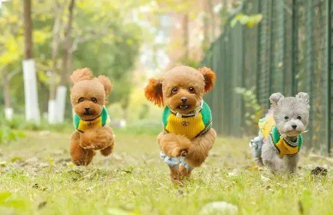 鸡冠洞萌宠秀欢乐来袭,带上您的萌宝嗨玩元宵节!_宠物_活动_生活