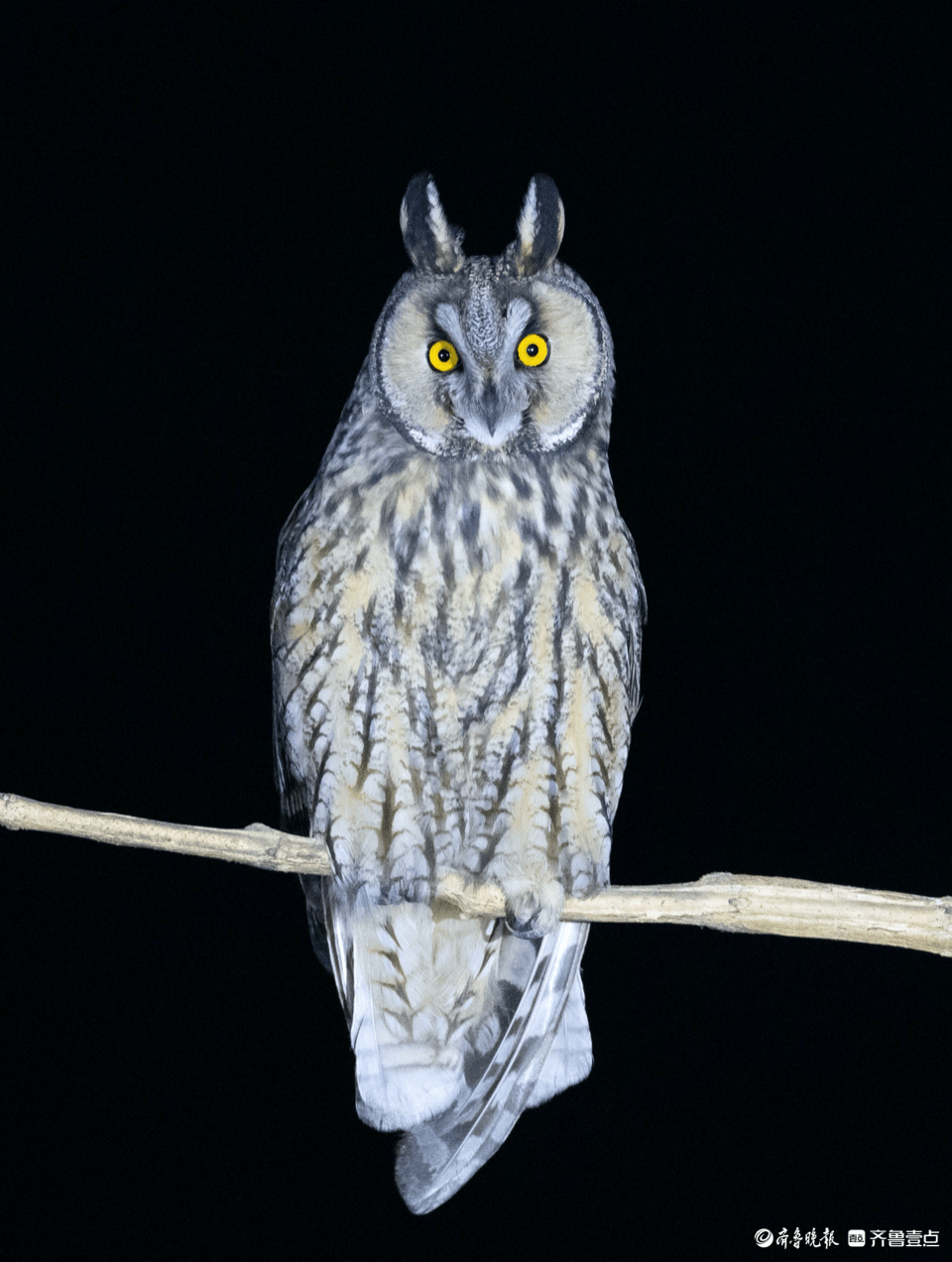 美"兔"秀秀|呆萌的长耳鸮_猫头鹰_鸱鸮_唐县