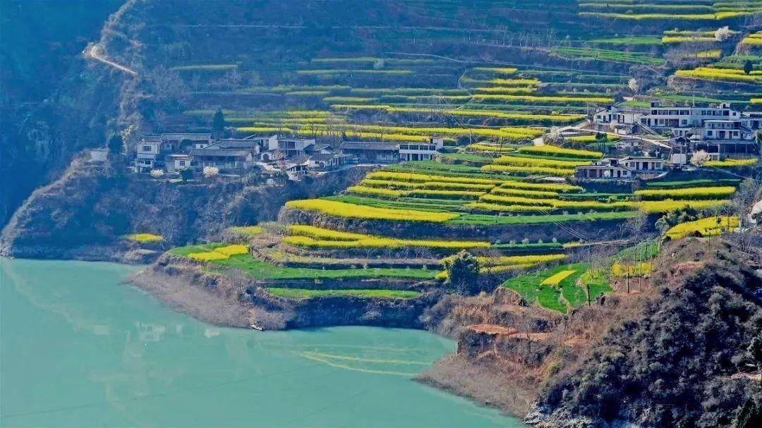 甘肃陇南文县今年局部地区气温回升较早,这几天,在文县碧口,玉垒,中庙