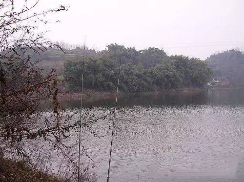 这种养殖塘20元一斤的鱼,本地钓友它叫"红鲨"_长江_白吉鱼_美国