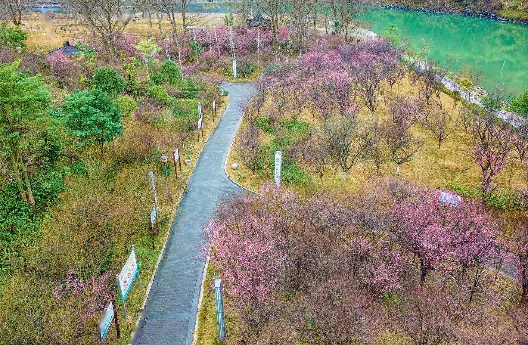 梅花岛位于峃口镇新联村的滨水公园,沿飞云江岸依势而建.