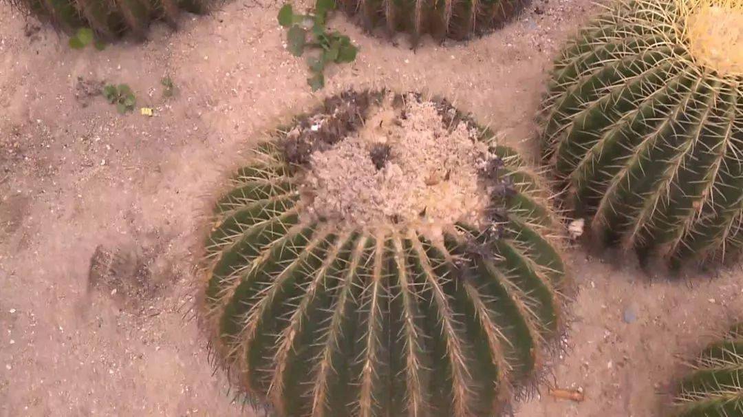 逛厦门园林植物园,多肉植物区是大家必去的地方.