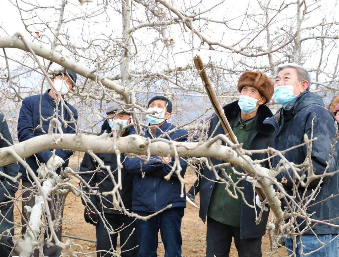 2月5日,在河北省保定市顺平县南神南村苹果种植基地,河北农业大学教授