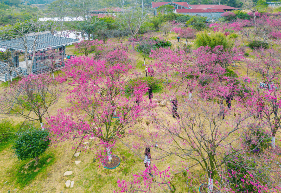 江门市桃花源景区图片