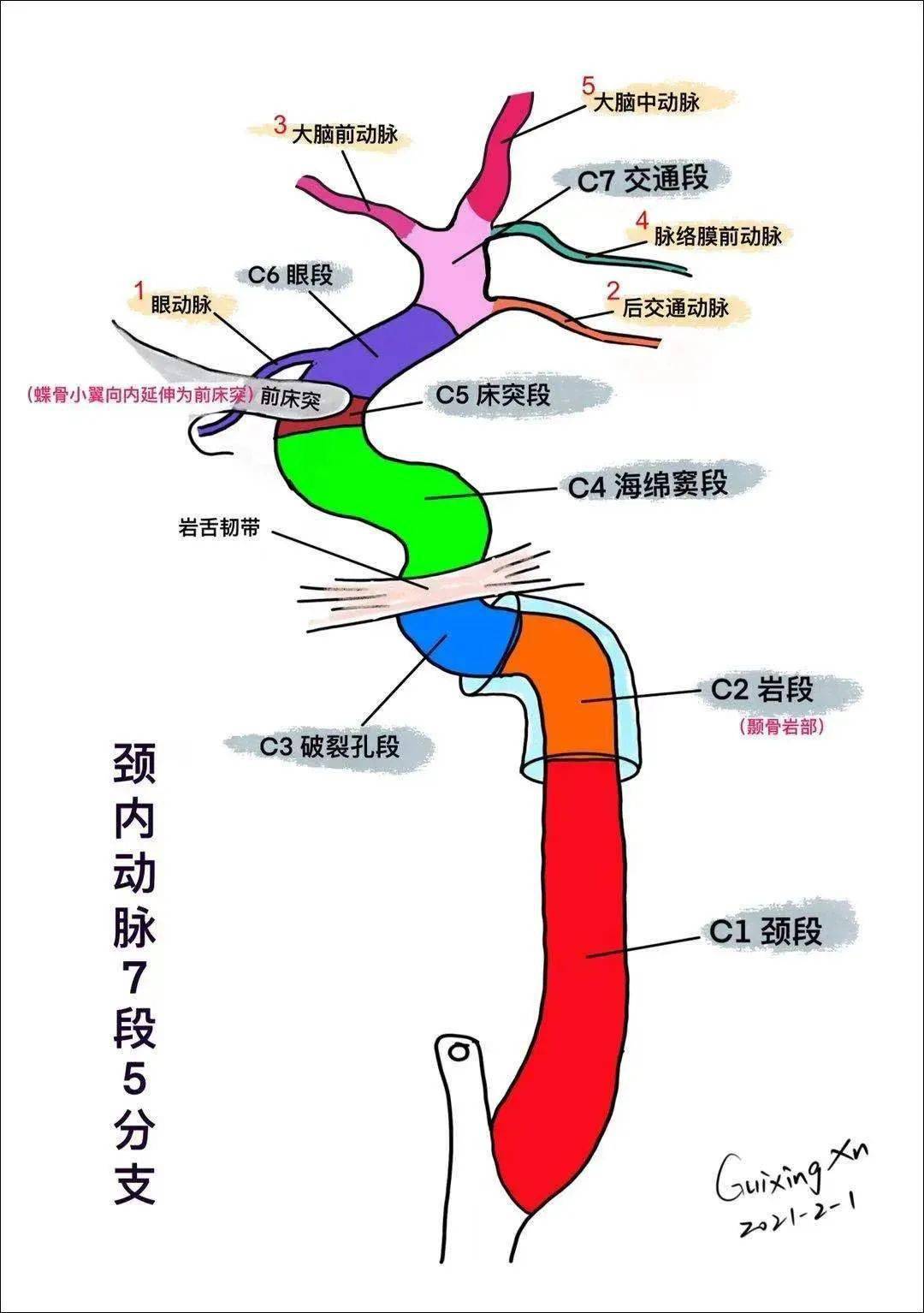 小鼠颈内动脉解剖图图片